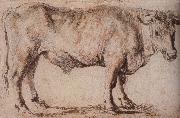 Peter Paul Rubens Bull oil
